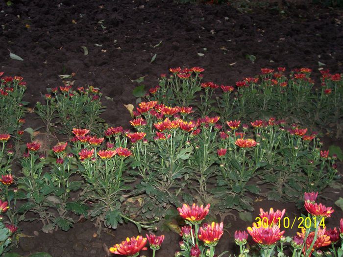 101_9327; DE VINZARE 6 LEI
