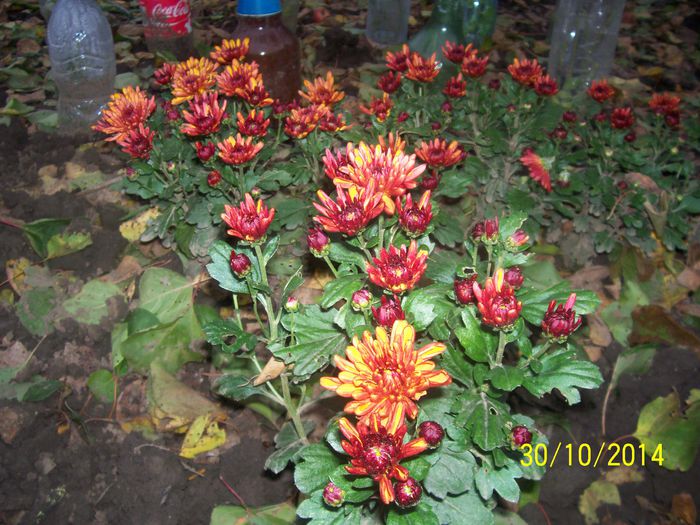 101_9331; DE VINZARE 6 LEI
