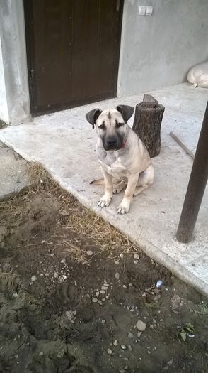  - PAZA VOLIEREI AMSTAFF