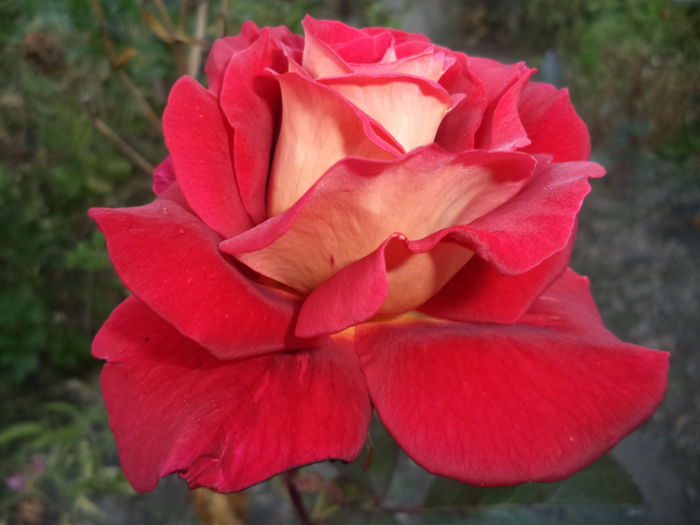 DSC01591 - Trandafiri 2014