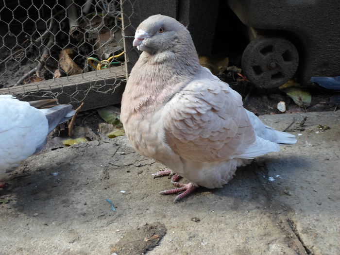 Mascul X2,  2013 galben-aramiu, Ungaria