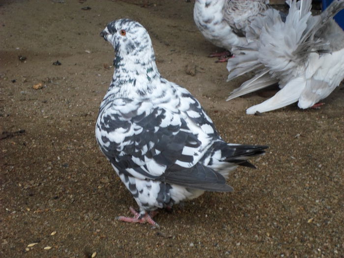 F X2,  2014 scoasa din perechea X