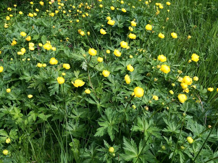 Bulbuc; =plantă erbacee, toxică, cu flori mari, globulare, galbene; creşte în fânaţele şi tufişurile umede din zonele înalte (Trollius europaenus L.). În medicina se foloseşte contra gălbinării
