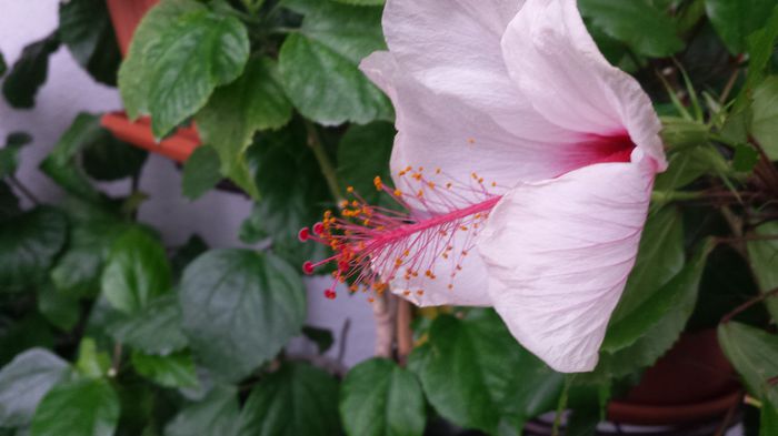Natal - Hibiscusi
