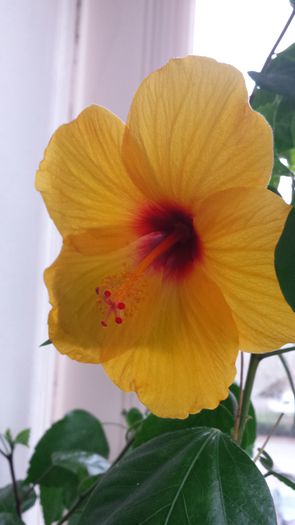 Kim - Hibiscusi