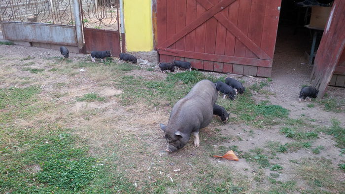 Vietnamezi - vier cu 3 saptamani inainte de sacrificare - 8 PORCI VIETNAMEZI - nu mai detin