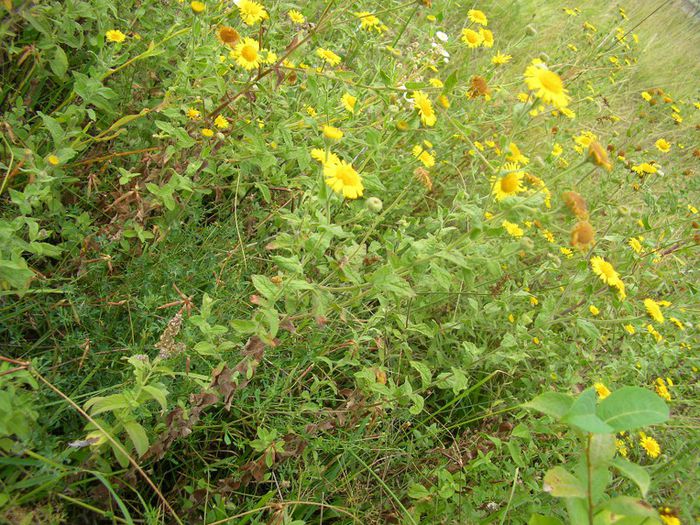 Tătăíşă; =plantă cu flori galbene (Pulicaria disenterica),florile,contra diarei si diuretica. “O,struţuc de etătăişi/Mântuitu-te-ai de griji”
