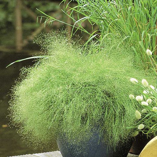 Iarba decorativa Agrostis nebulosa.