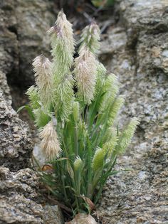 Iarba decorativa Lamarckia aurea - De vanzare seminte -legume-mirodenii-flori-arbori
