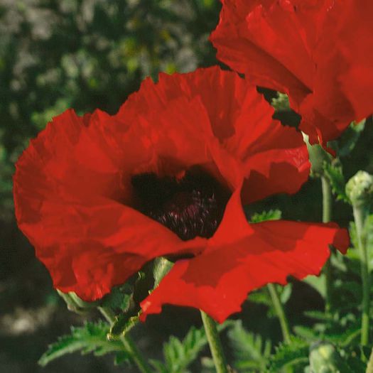 Mac orientale Brilliant