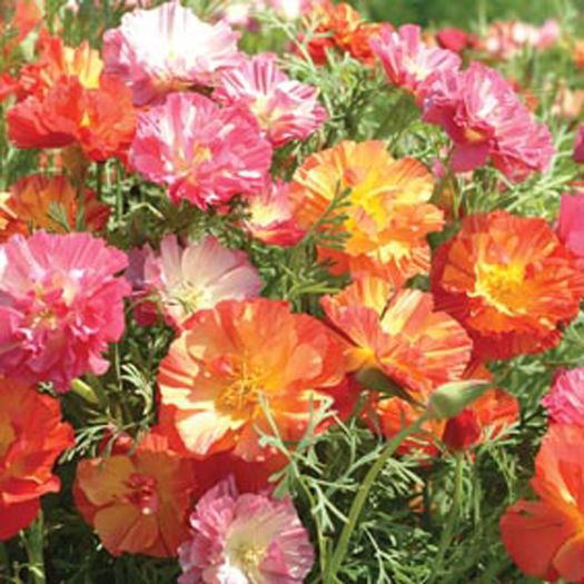 Mac californian Jelly Beans