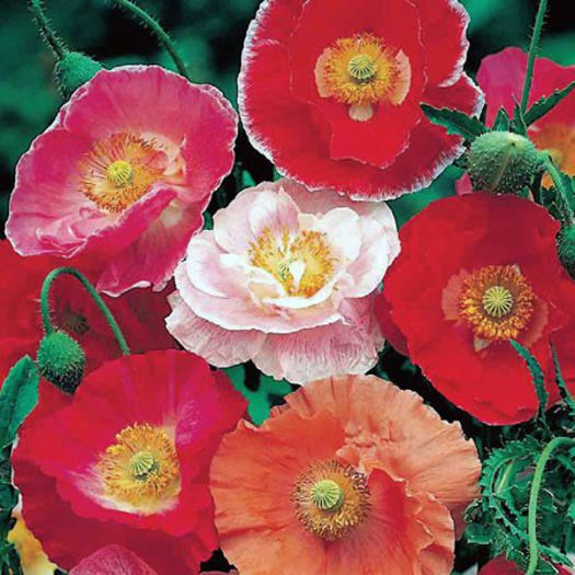 Mac Rhoeas Shirley mix