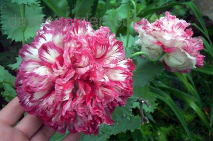 Mac somniferum Flemish Antique