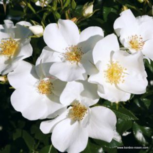 rose_weiss_bodendecker_escimo_kordes_01_1[1]