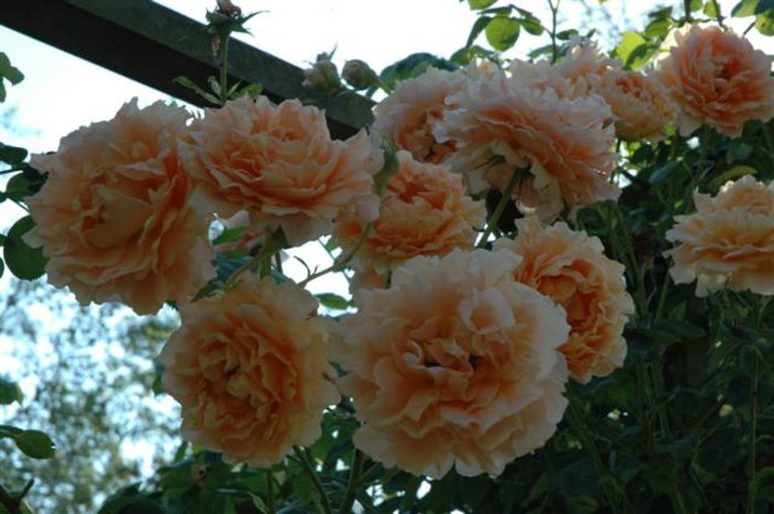 rosa_polka_2008[1]