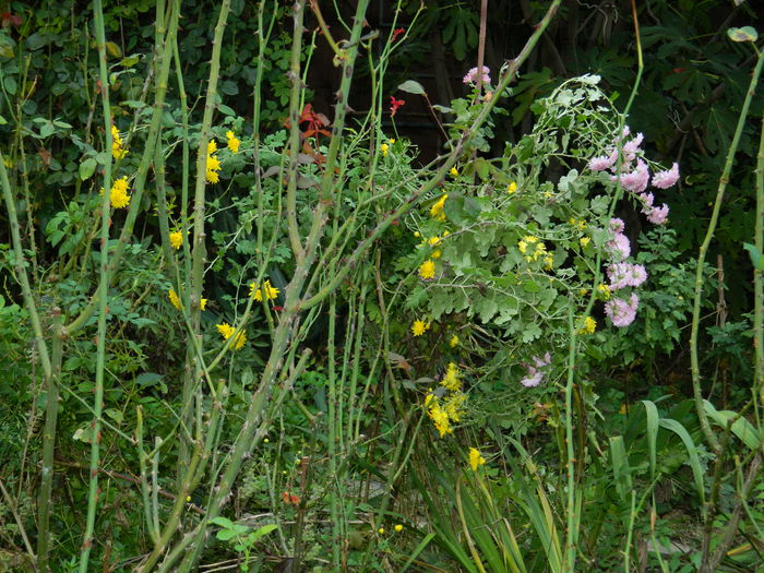 DSCN2140 - OCTOMBRIE_2_2014