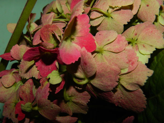 DSCN2157 - OCTOMBRIE_2_2014