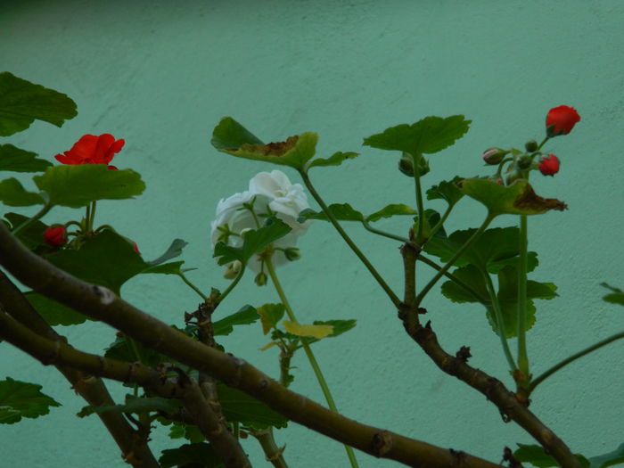 DSCN2217 - OCTOMBRIE_2_2014