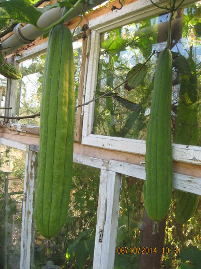 Am iesit din micuta noastra sera.... - Burete vegetal-Lufa