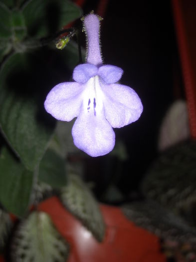 - 0 Zambetul florilor