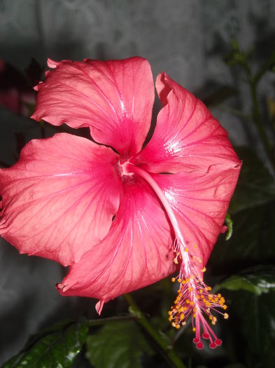  - 0 Zambetul florilor