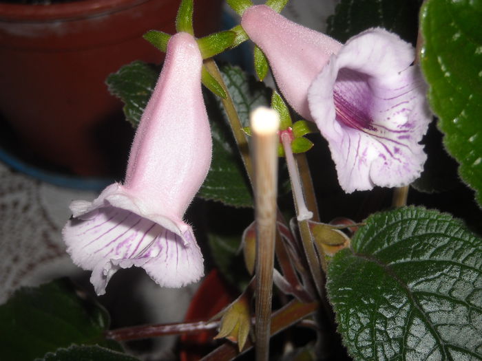 ??? - 0 Zambetul florilor