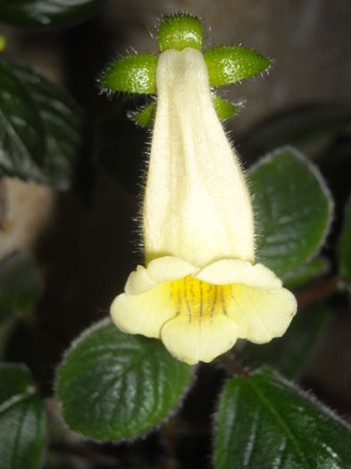  - 0 Zambetul florilor