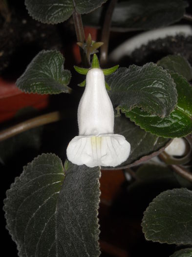  - 0 Zambetul florilor