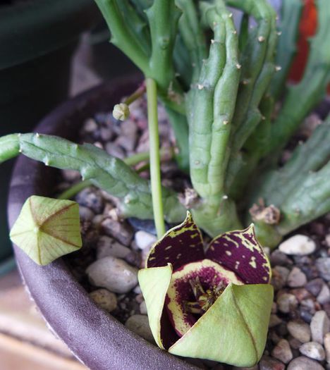 S.variegata boboci - Stapelia variegata