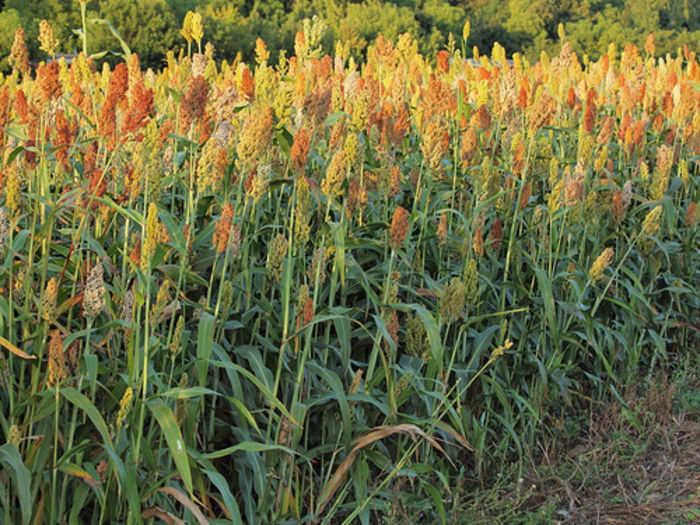 Tătarcă; =sorg(mei tătăresc,mălai mărunt).cultivată pt cariopse,pt mături,pt extragerea din tulpină a unui suc dulce,f bogat in zahăr si ca plantă furajer ă
