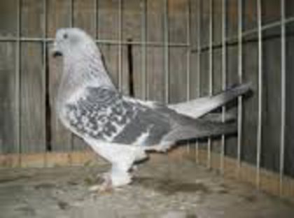 Pastrati - De vanzare