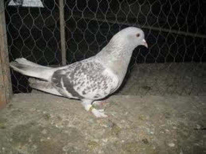 Mai am un mascul cu pupa in fata - De vanzare