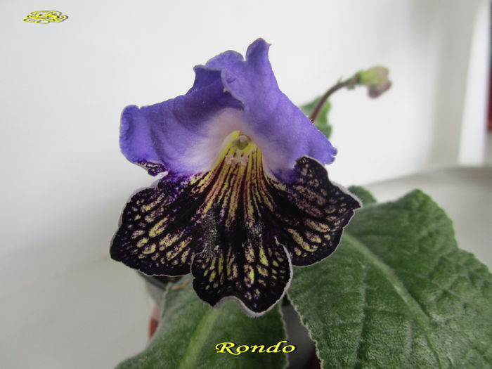Rondo (30-X-2014)