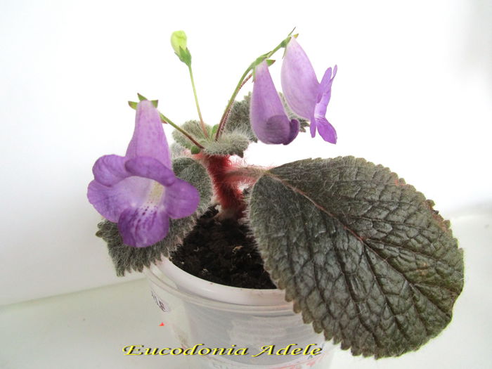 Eucodonia Adele(30-X-2014) - Gesneriaceae 2014