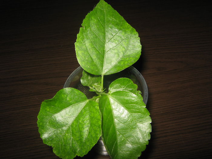 Picture My plants 1745 - Achizitii noi- 2014