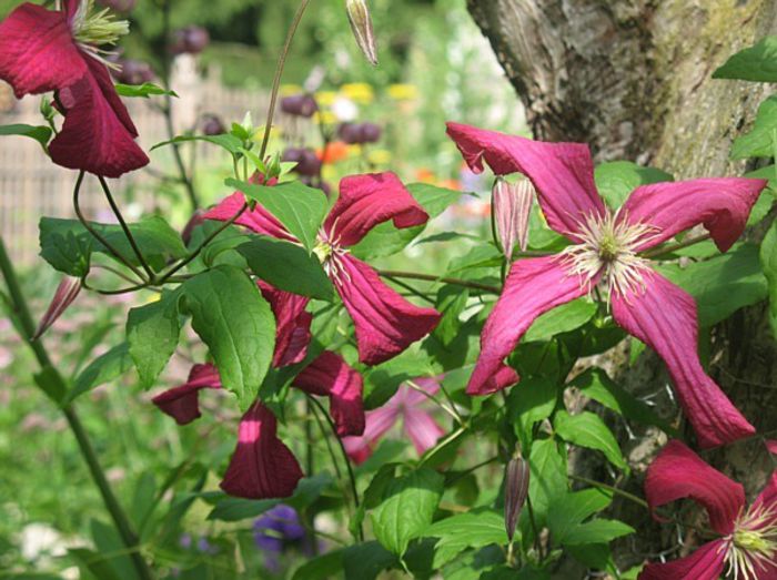 clematis mme julia correvon,ok