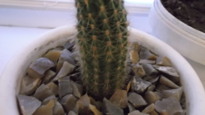 update 30 octombrie 2014 - Cactusi Echinopsis Trichocereus