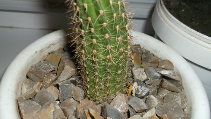 update 30 octombrie 2014 - Cactusi Echinopsis Trichocereus