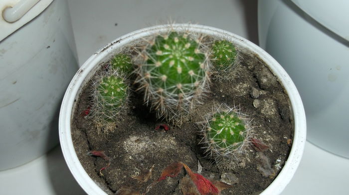 update 30 octombrie 2014 - Cactusi Echinopsis Trichocereus