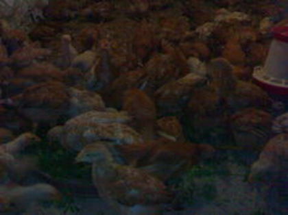 100475173_NUBBYZR