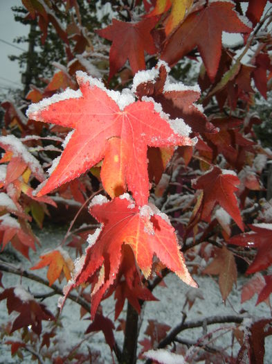 Liquidambar styraciflua (2014, Oct.25)