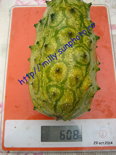 pictures 634 - kiwano
