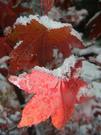 Liquidambar styraciflua (2014, Oct.25)