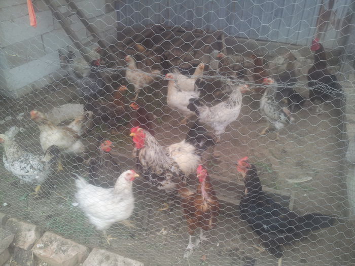 20140729_190701 - Gospodaria mea