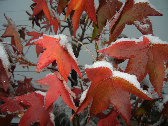 Liquidambar styraciflua (2014, Oct.25)