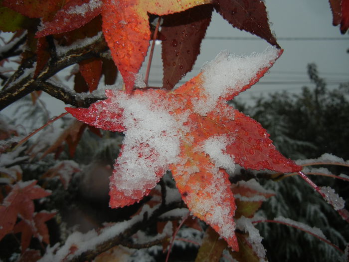 Liquidambar styraciflua (2014, Oct.25)