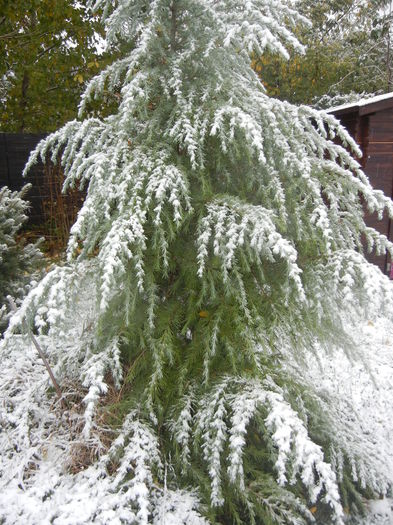 Cedrus deodara (2014, October 25) - Cedrus deodara 2010