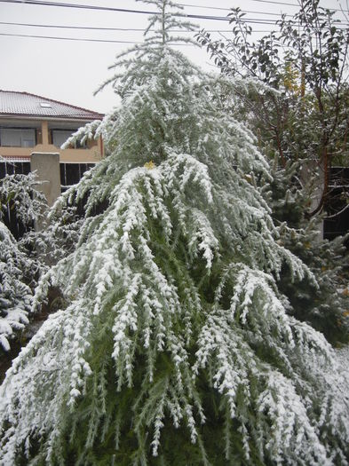 Cedrus deodara (2014, October 25)