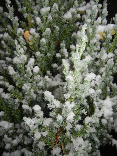 Juniperus chinensis Stricta (`14, Oct.25) - Juniperus chinensis
