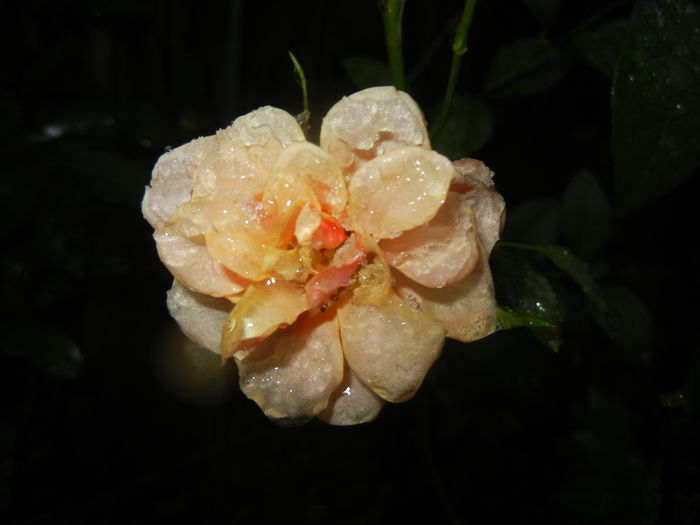 Orange Miniature Rose (2014, Oct.25) - Miniature Rose Orange